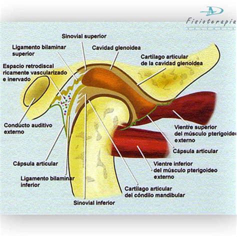 Articulaci N Temporomandibular Disfunci N De La Atm Parte