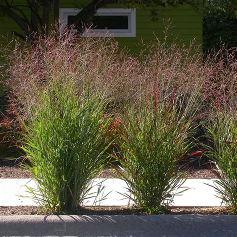 25 Kentucky Native Plants For Landscaping