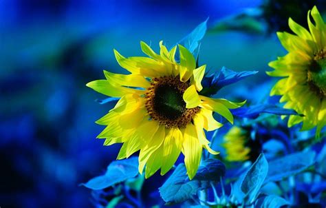 Sunflower Blue Wallpapers - Top Free Sunflower Blue Backgrounds ...