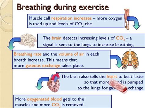 Why Its Important To Breathe Correctly While You Exercise Diet And Fitness