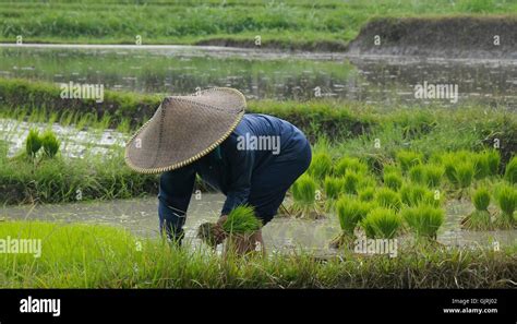 agriculture farming bali Stock Photo - Alamy