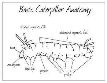 Caterpillar anatomy by Honeycomb Cabin | Teachers Pay Teachers