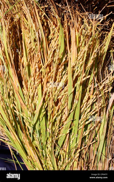 PLANTATION RICE Stock Photo - Alamy