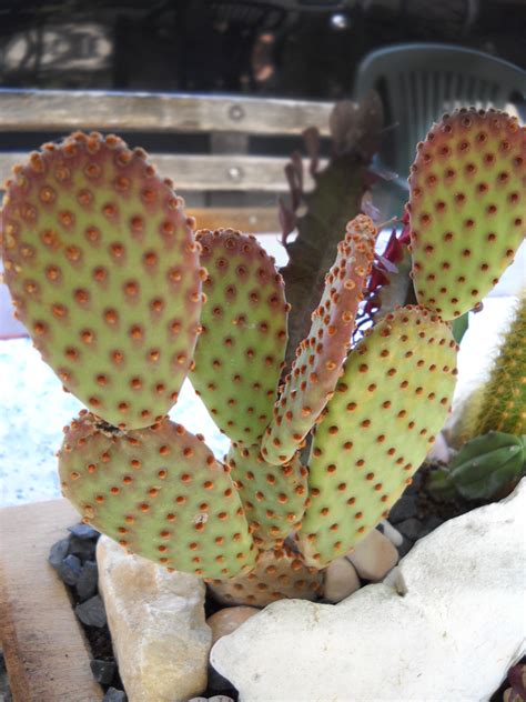 Opuntia Violacea Passioni Succulente