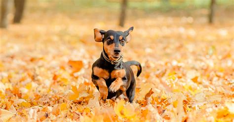 Fall Pictures With Dogs