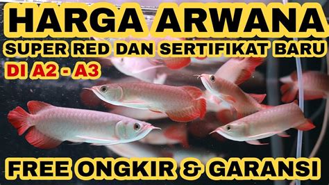 Preview HARGA ARWANA SUPER RED TERBARU Dengan SERTIFIKAT Arowana BARU