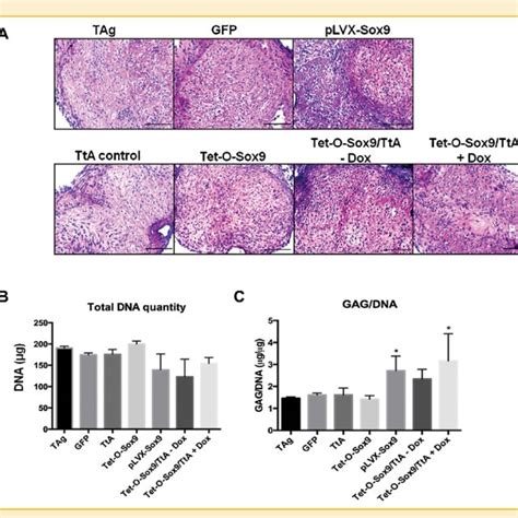 Gag Accumulation Following Ectopic Expression Of Sox In Tag