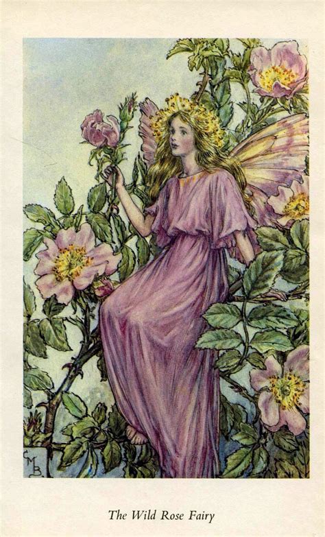 Wild Rose Fairy Fadas Flor Cicely Mary Barker Arte Com Fadas