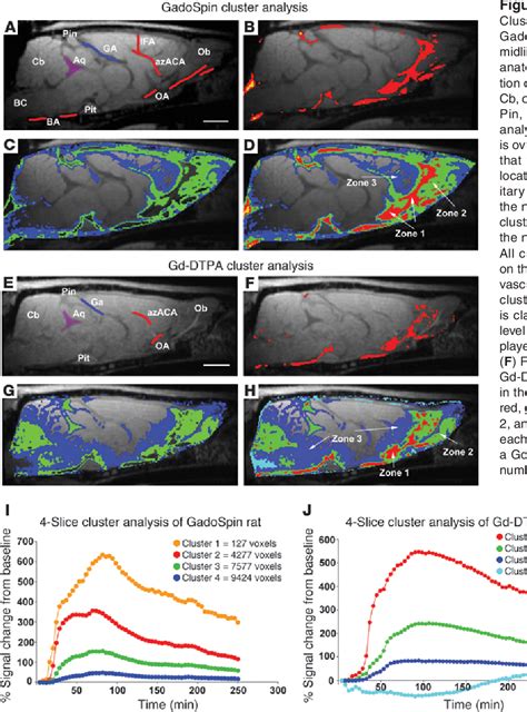 Pdf Brain Wide Pathway For Waste Clearance Captured By Contrast