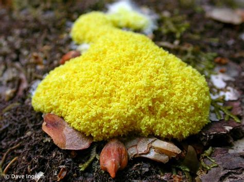 Weird And Wonderful Slime Mold