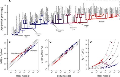 Shrinking dinosaurs and the evolution of endothermy in birds