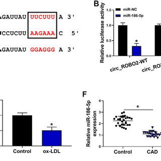 MiR 186 5p Was A Direct Target Of Circ ROBO2 A The Binding Sites Of