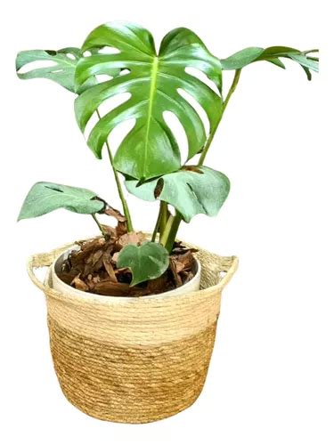 Planta Monstera En Maceta Premium Y Porta Maceta De Yute Cuotas Al