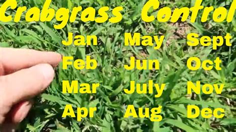 Crabgrass Control - How to Get RId of Crabgrass in Your Lawn - YouTube