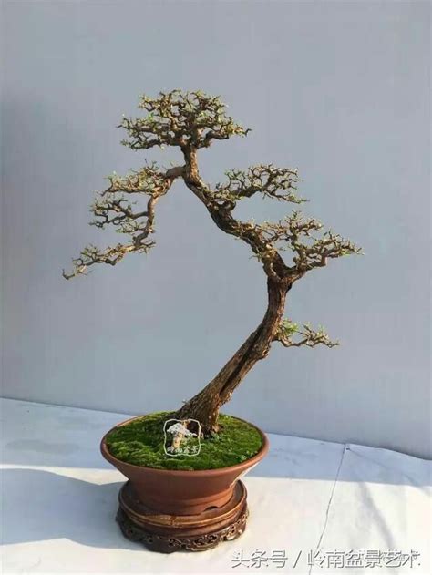 Ghim của NO 8 Hank trên A plus Cây kiểng bonsai Cây Hình xăm nhật