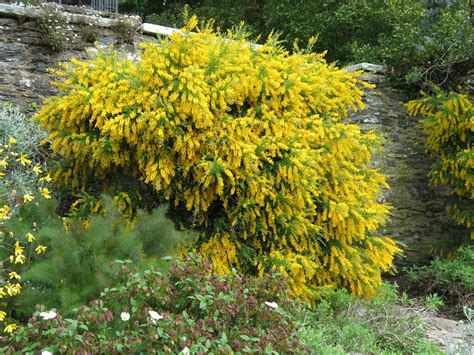 Genista - Trees and Shrubs Online