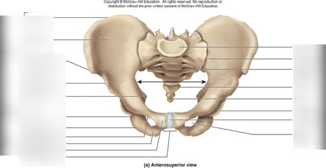 Hip Bone Os Coxae Diagram Quizlet