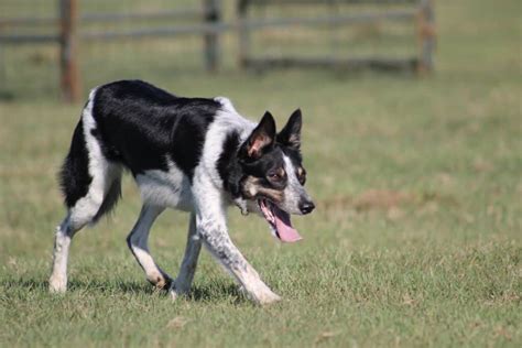 Photo Gallery Greater Stock Dog Association