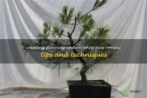 Creating Stunning Eastern White Pine Bonsai: Tips And Techniques | ShunCy