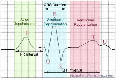 Ekg Basics Flashcards Quizlet