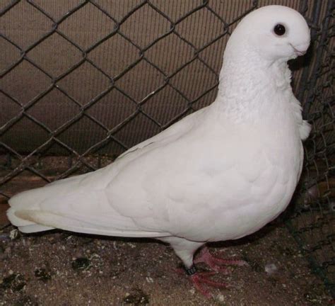 African Owl Pigeons Pigeontype