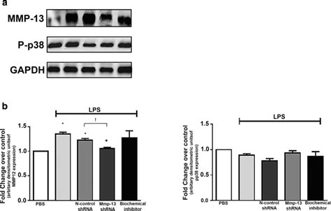 Shmmp Viral Vector Reduces Mmp Levels But Does Not Modulate