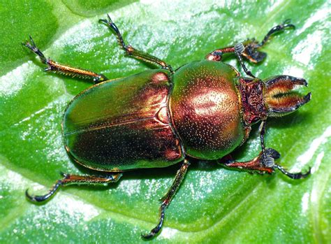 Golden Stag Beetle: Identification, Life Cycle, Facts & Pictures