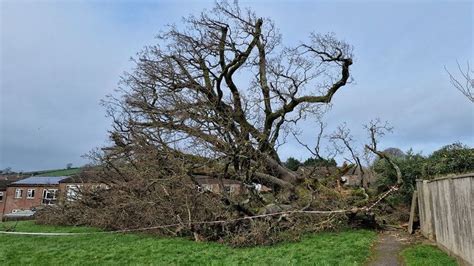 Devon Villagers Saddened After Oak Tree Falls Bbc News