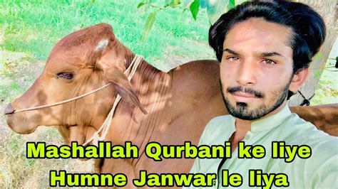 Mashallah Qurbani Ke Liye Humne Janwar Le Liya Anees Baloch Youtube