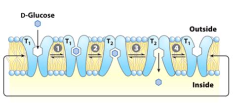 Lecture Membrane Protein Transporters Flashcards Quizlet