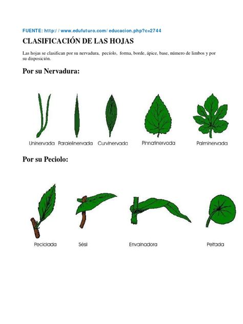 Clasificacion De Las Hojas Download Free Pdf Plantas Science