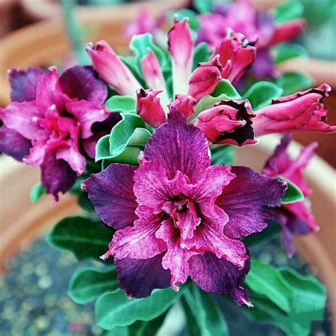 Desert Rose plant, Thrives In A Variety Of Conditions,Produce Vibrant