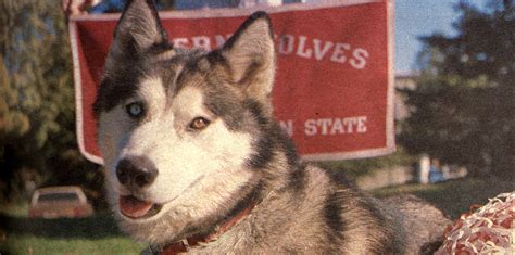 Flashback Friday: Celebrating Western’s Beloved Mascot - The Western Howl