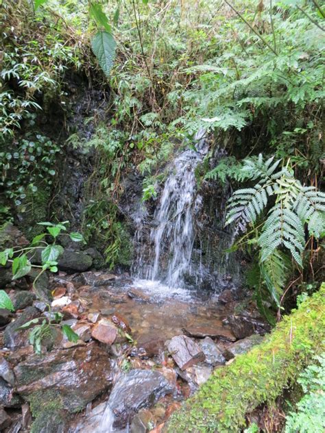 Podocarpus National Park Loja Ecuador Lily Ann Fouts