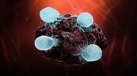 The role of the T cell in cancer