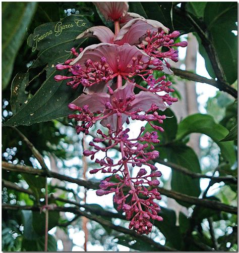 29pcs Medinilla Magnifica Seeds Beautiful Pink Blooms Flower Easy Grow ...