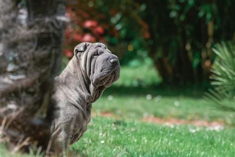 Shades of Blue: Exploring 20 Unique Blue Dog Breeds