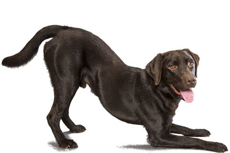 Labrador Retriever Png Transparent Image Download Size 1170x780px