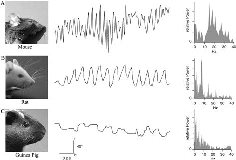 Fiber Types Of The Intrinsic Whisker Muscle And Whisking Behavior