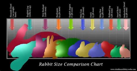 Diagrams - Westy Rabbitry