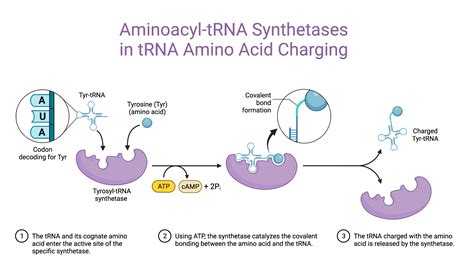 Aminoacyl-tRNA Synthetases in tRNA Amino Acid Charging | BioRender Science Templates