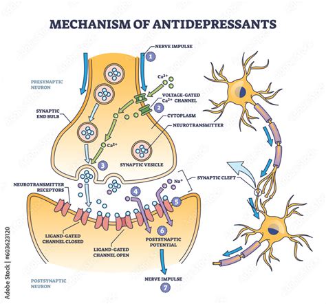 Mechanism Of Antidepressants For Brain Cells Neurotransmitters Boost