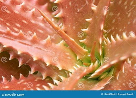 Aloe Vera Or Star Cactusaloe Barbadensis Mill Jelly In Aloe Vera Leaves