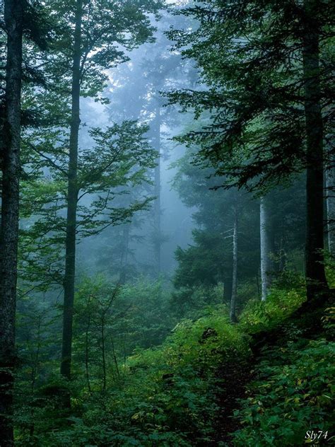 Enchanting Deep Forest Green