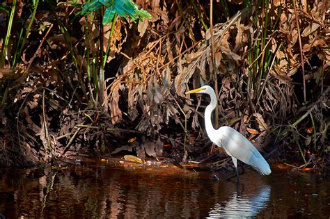 Reservas ecológicas los pulmones verdes de Yucatán México Desconocido