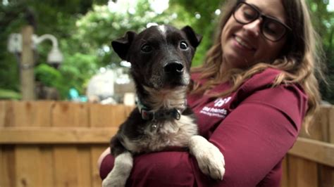 Old Friends Senior Dog Sanctuary Rescues Dogs Pays Vet Bills