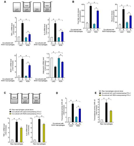 Regucalcin Enhances Adipocyte Differentiation And Attenuates