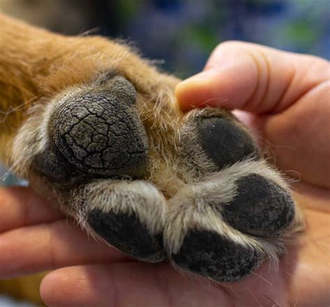 Dog with Cracked Paws? Our Veterinarian Explains What to Do