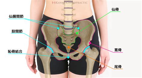 【骨盤のはなし1】骨盤の構造について教えてください Kawaeカイロプラクティック