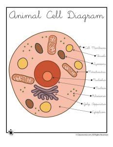 Animal Cell Diagram - Ygraph